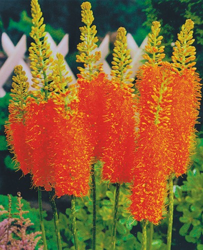 معرفی و راهنمای پرورش گیاهان زینتی فضای باز - سیریش ، نیلوفرهای دم روباهی